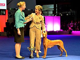 chien �leveurs chiens photos
